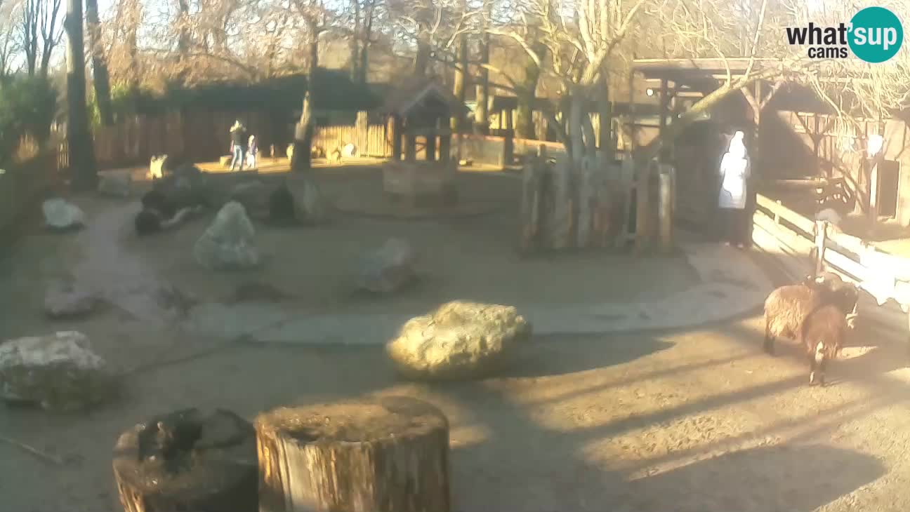 Zoo Zagreb –  Mono maicero