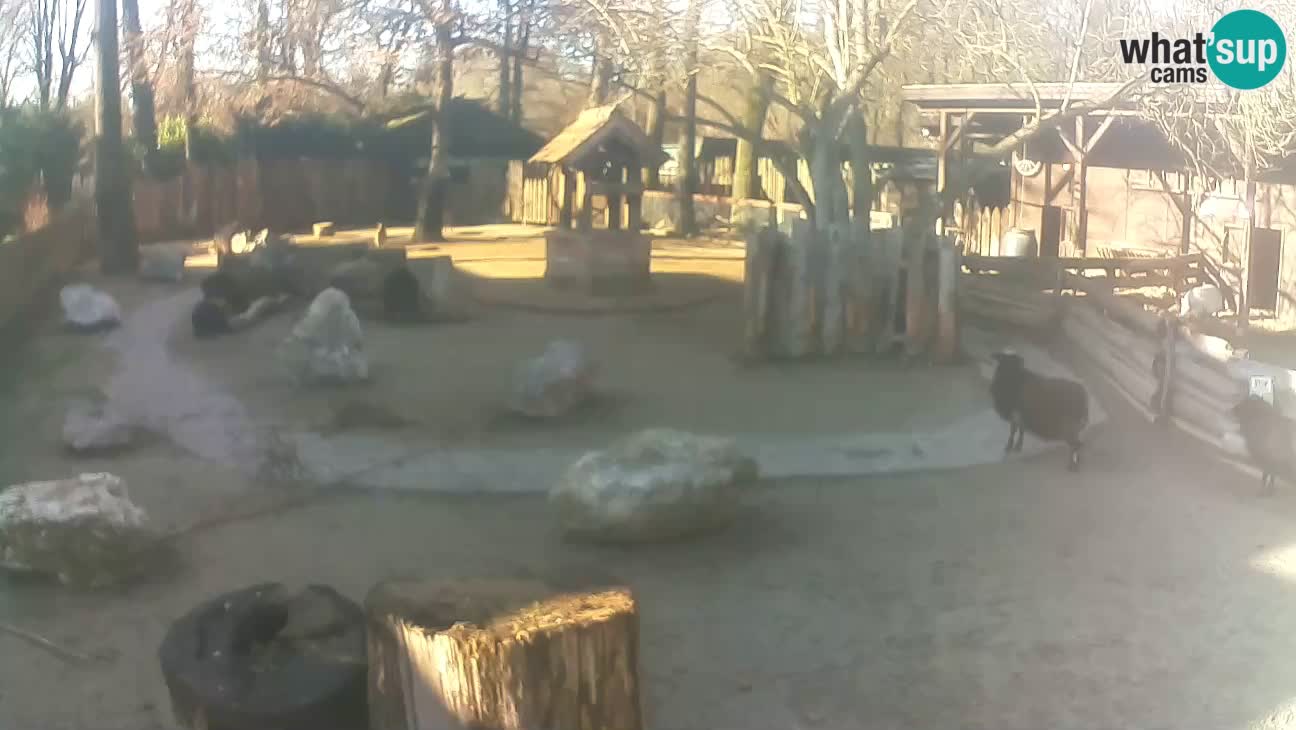 Zoo Zagreb – Haubenkapuziner