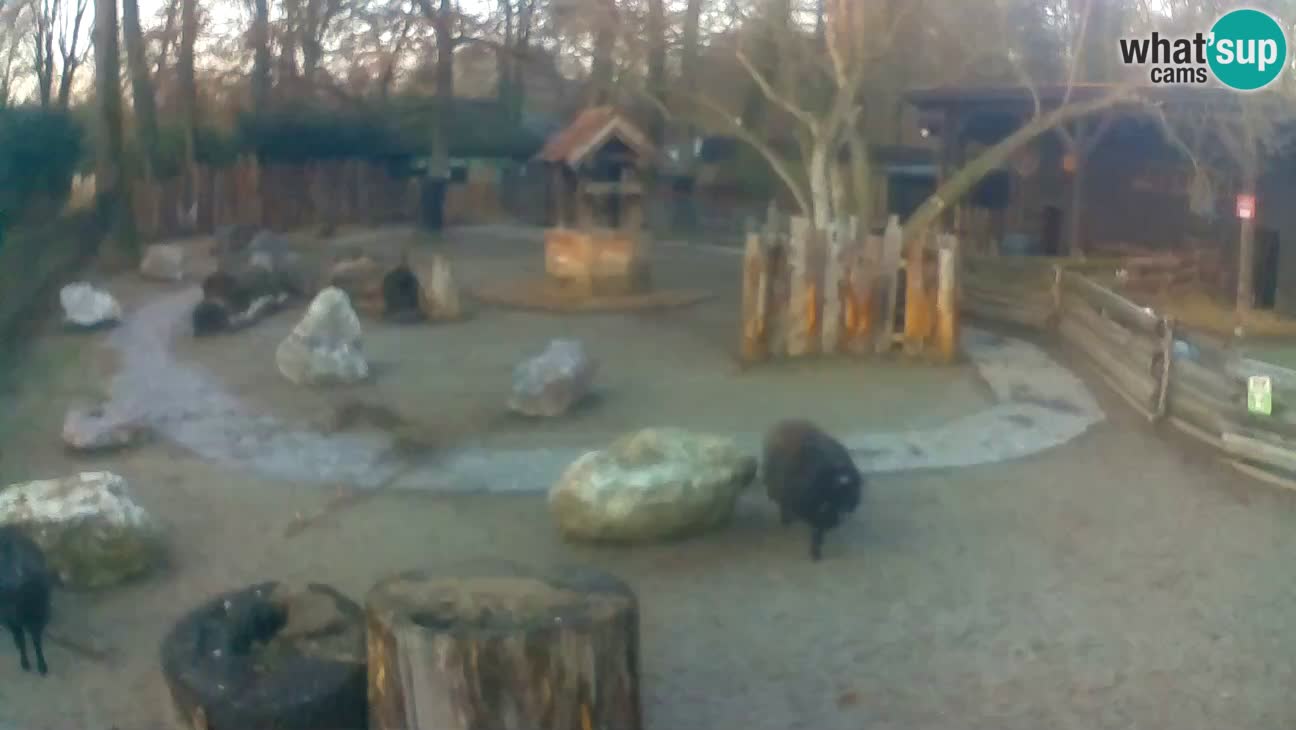 Zoo Zagreb – Haubenkapuziner