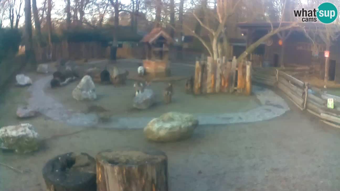 Zoo Zagreb – Rjava kapucinka