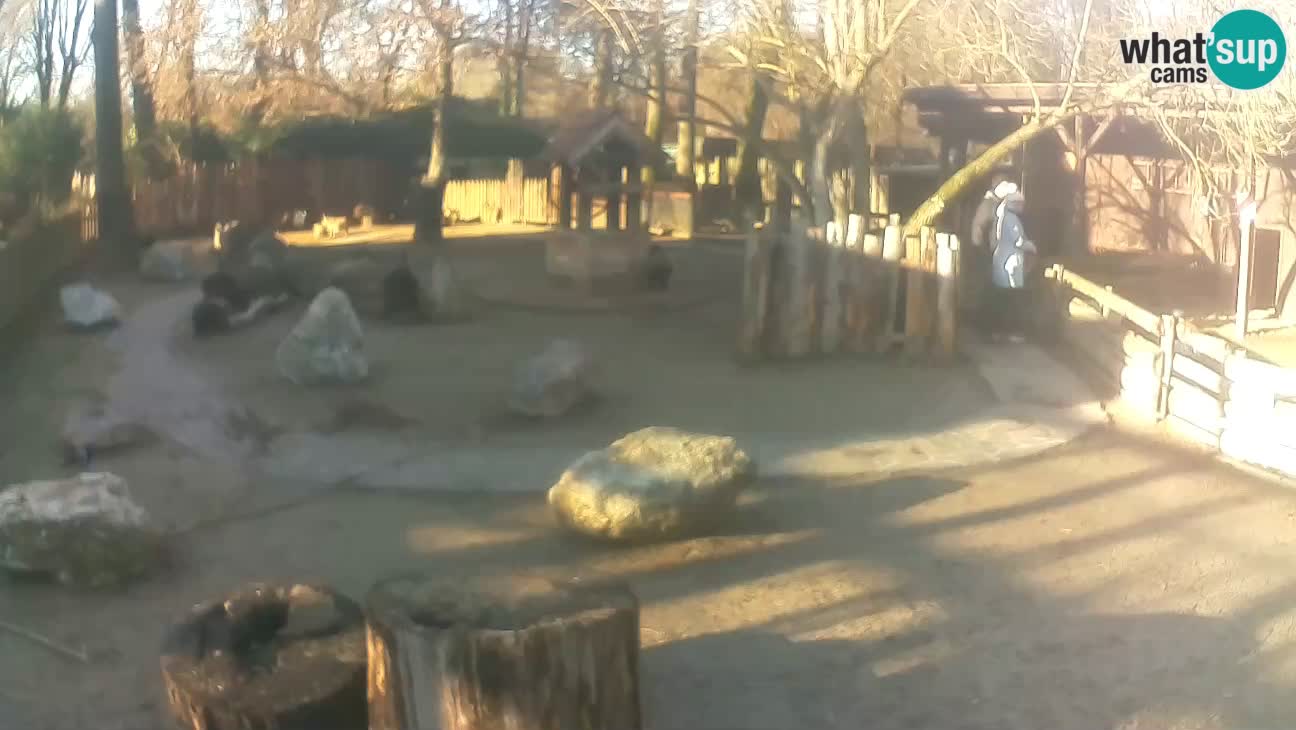 Zoo Zagreb – Haubenkapuziner