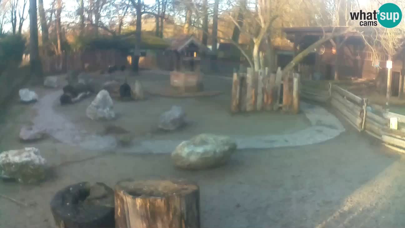 Zoo Zagreb – Rjava kapucinka