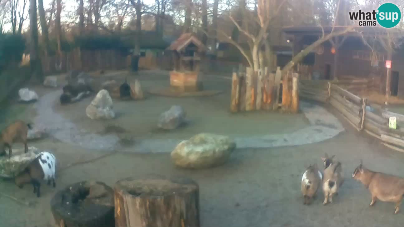 Zoo Zagreb – Rjava kapucinka