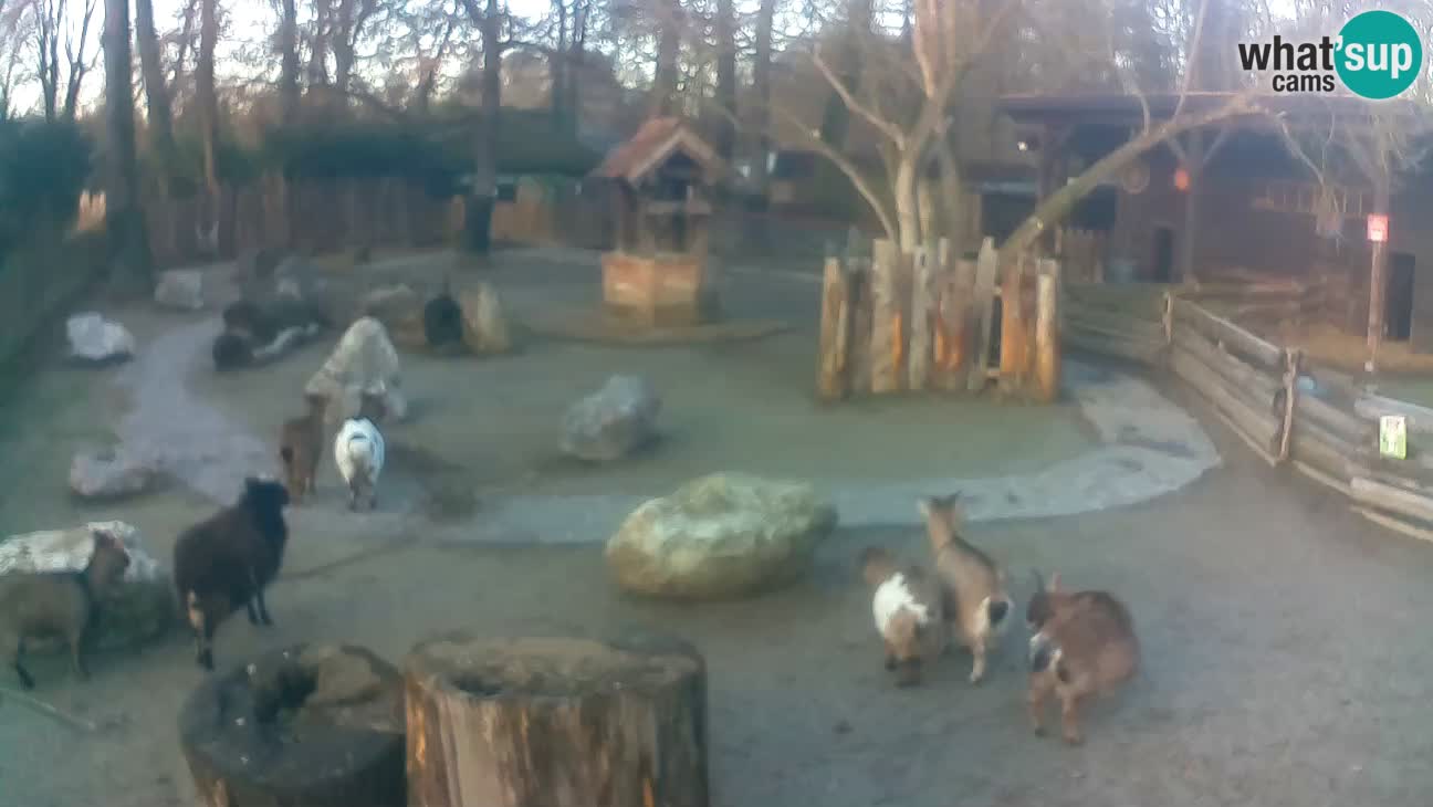 Zoo Zagreb – Cebus apella