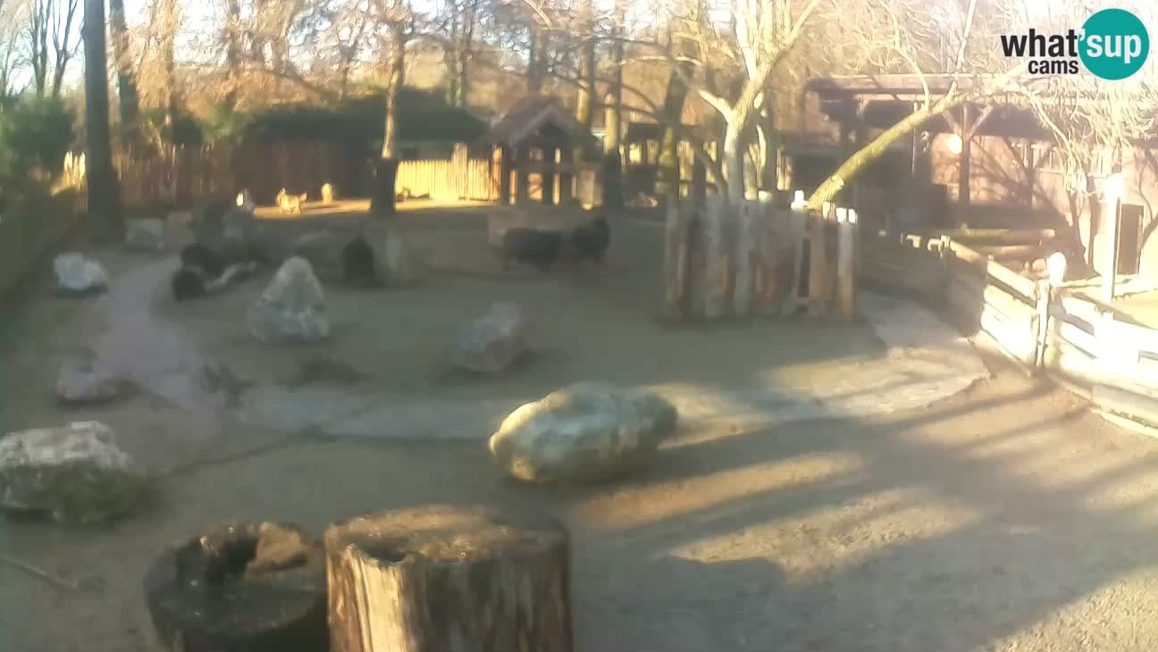 Zoo Zagreb – Haubenkapuziner