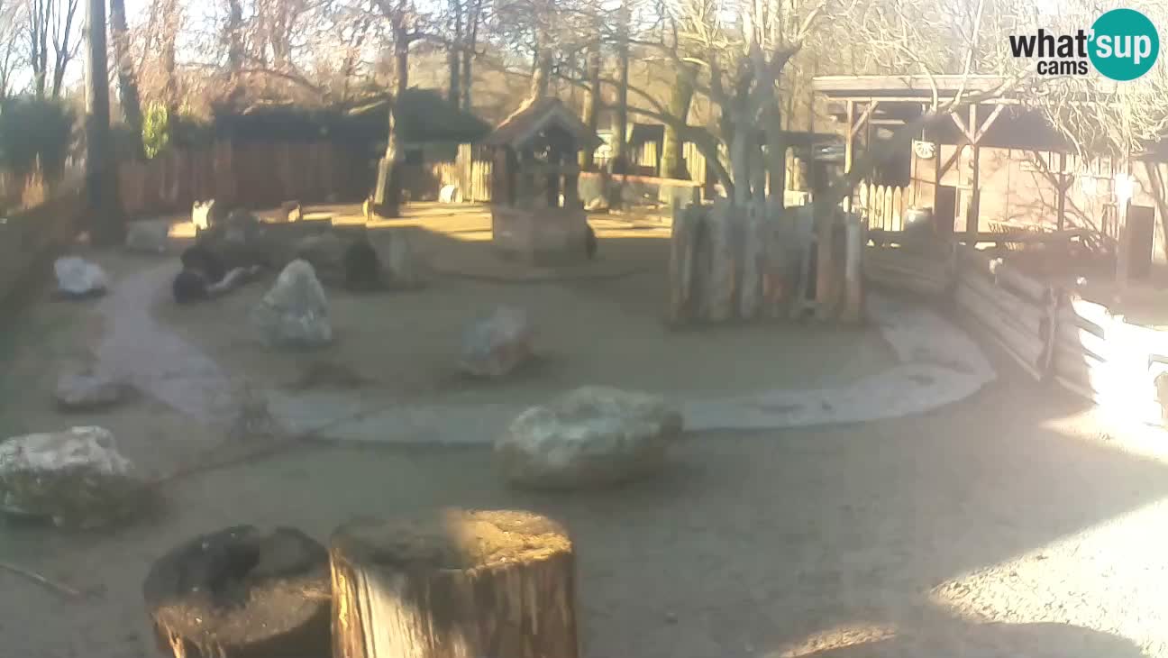 Zoo Zagreb – Rjava kapucinka