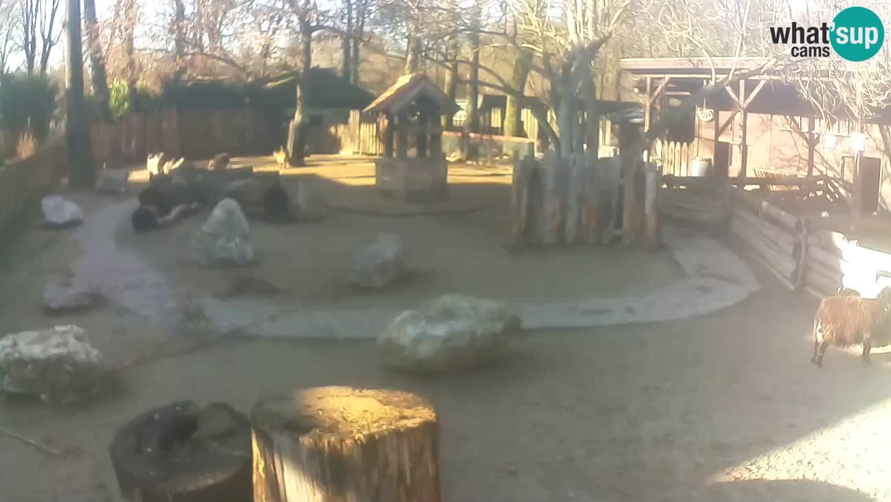 Zoo Zagreb – Haubenkapuziner