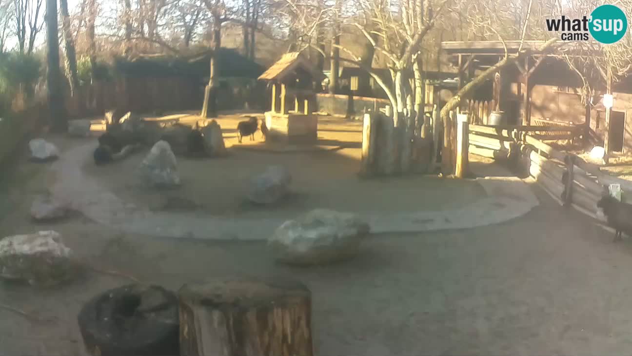 Zoo Zagreb – Haubenkapuziner