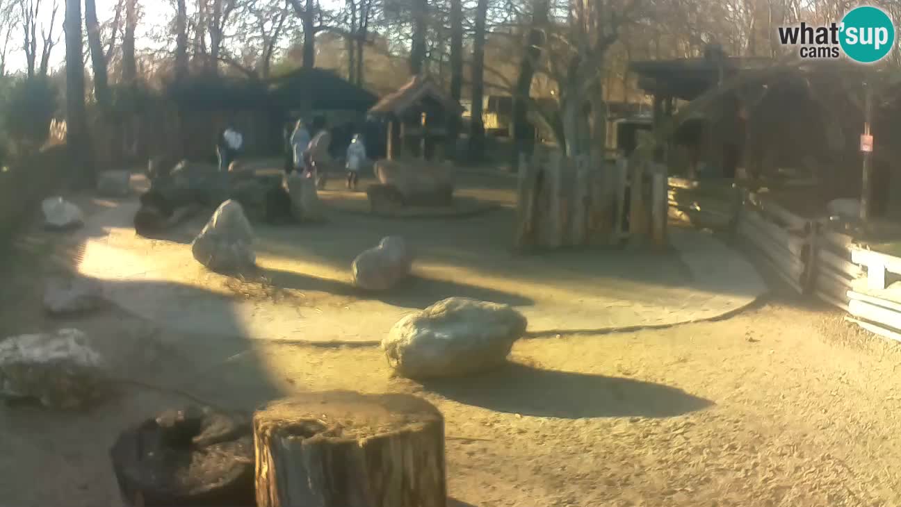 Zoo Zagreb –  Mono maicero