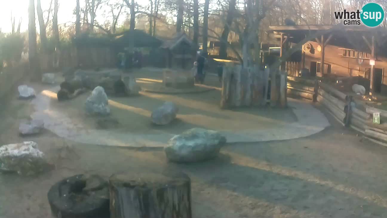 Zoo Zagreb – Rjava kapucinka