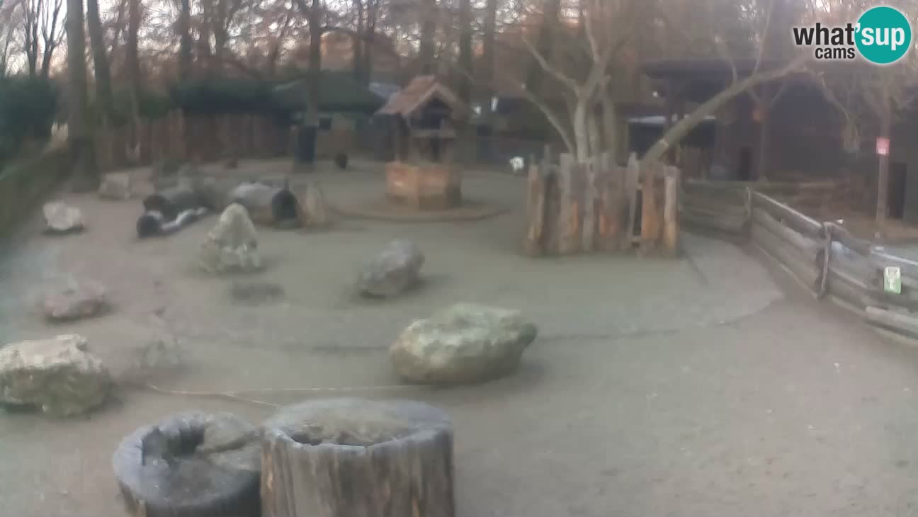 Zoo Zagreb – Rjava kapucinka