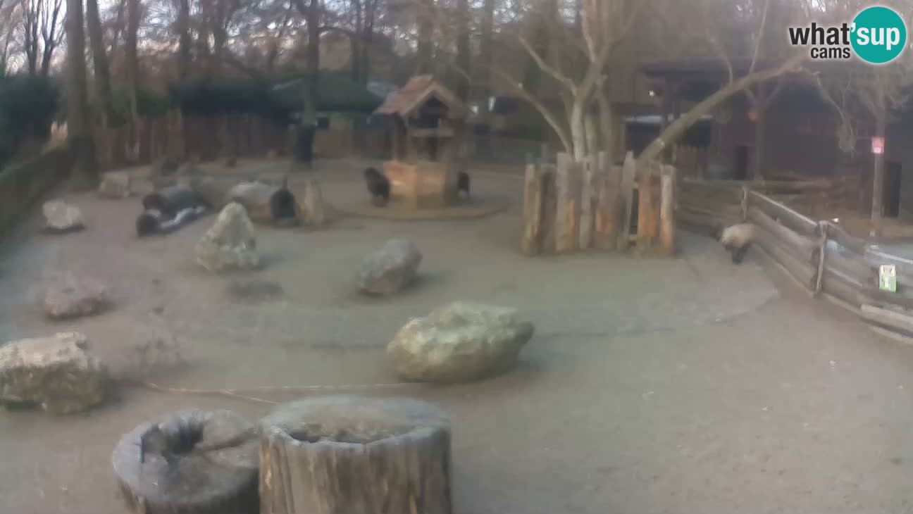 Zoo Zagreb – Rjava kapucinka