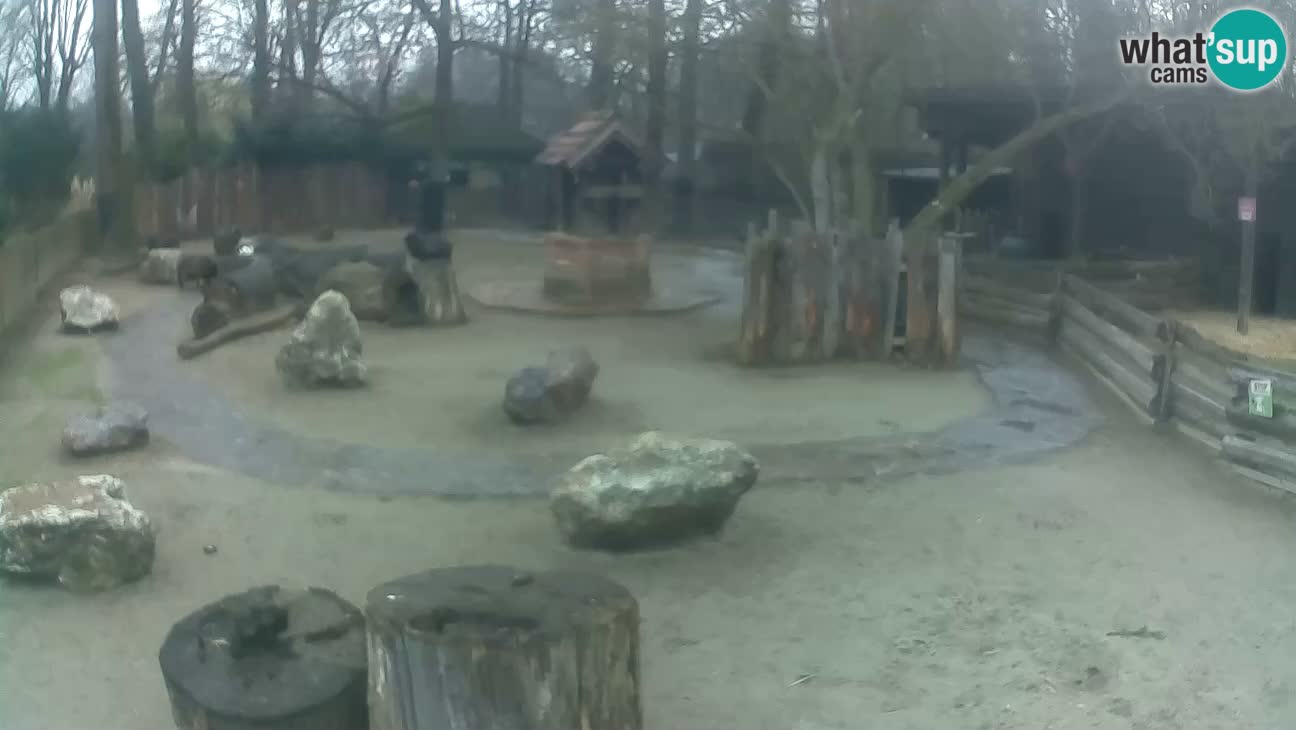 Zoo Zagreb – Cebo dai cornetti