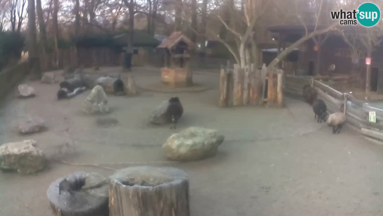 Zoo Zagreb –  Mono maicero