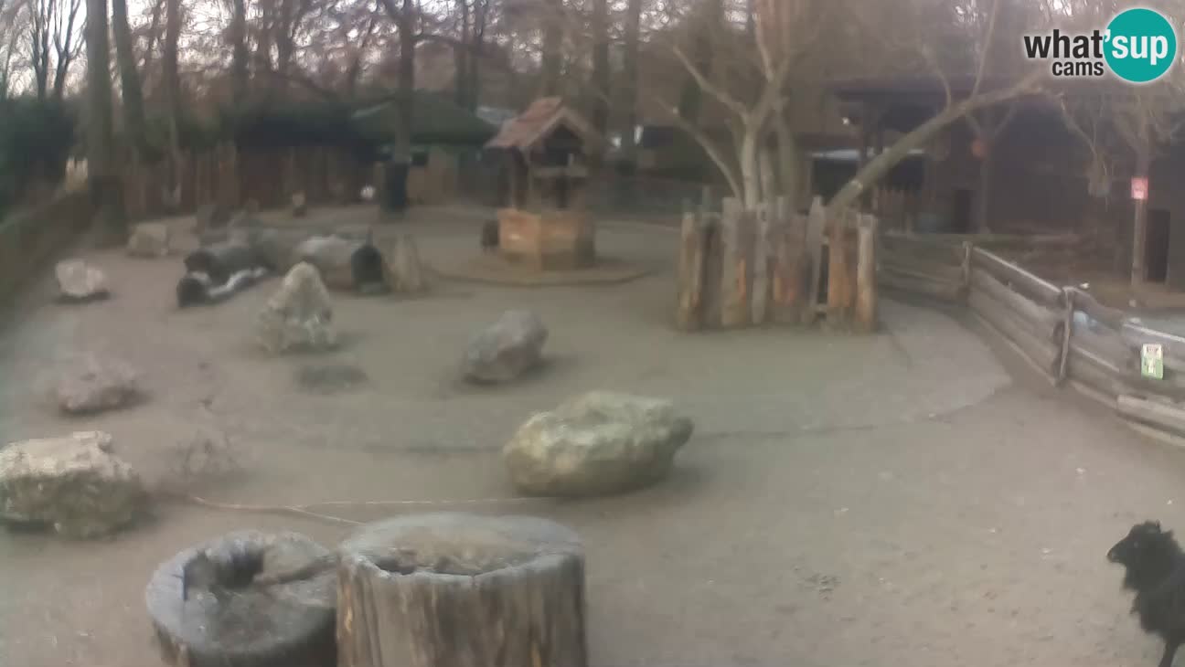 Zoo Zagreb –  Mono maicero