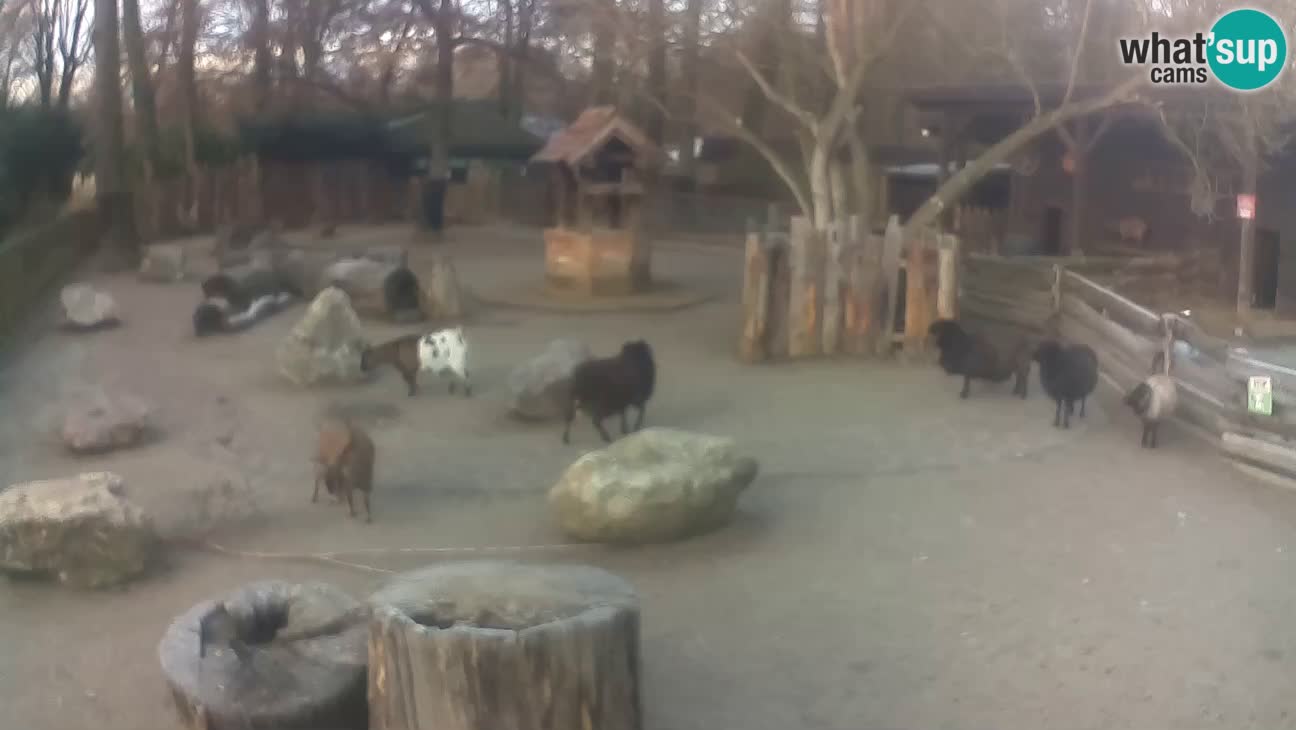 Zoo Zagreb – Rjava kapucinka