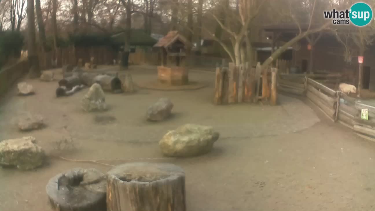 Zoo Zagreb – Cebus apella