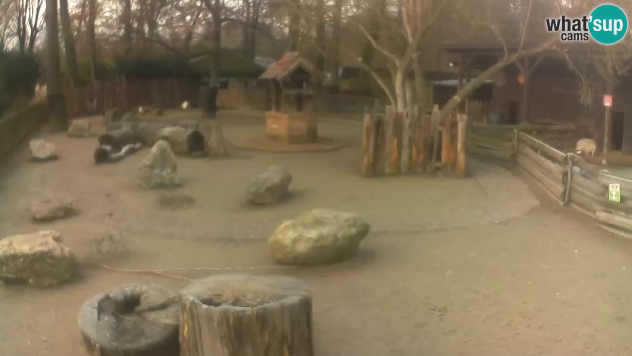 Zoo Zagreb – Haubenkapuziner