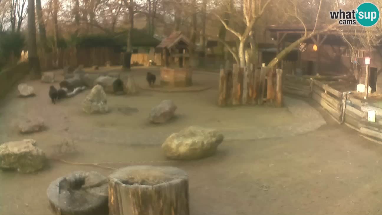 Zoo Zagreb – Cebus apella