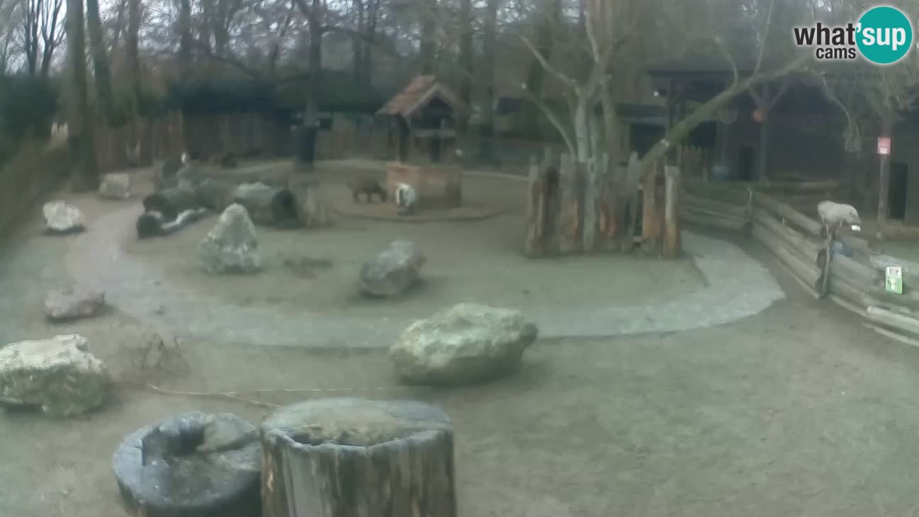 Zoo Zagreb – Haubenkapuziner