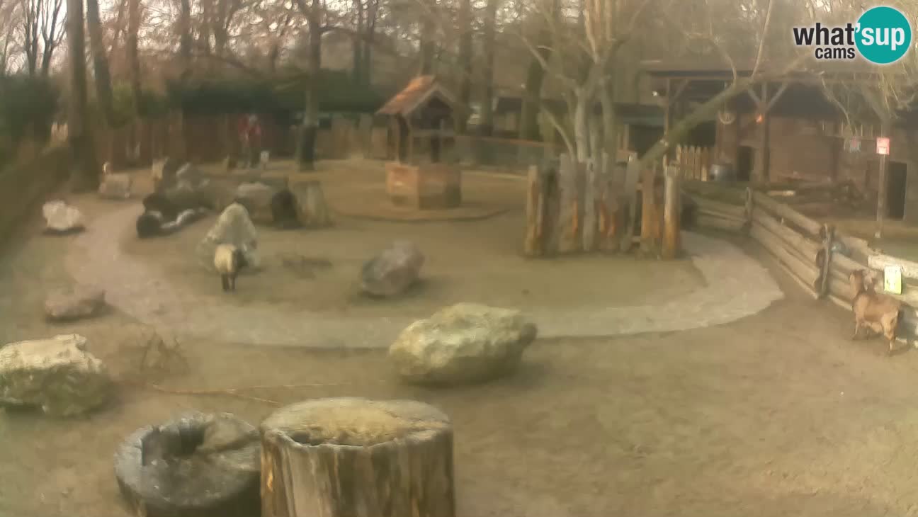 Zoo Zagreb – Cebo dai cornetti