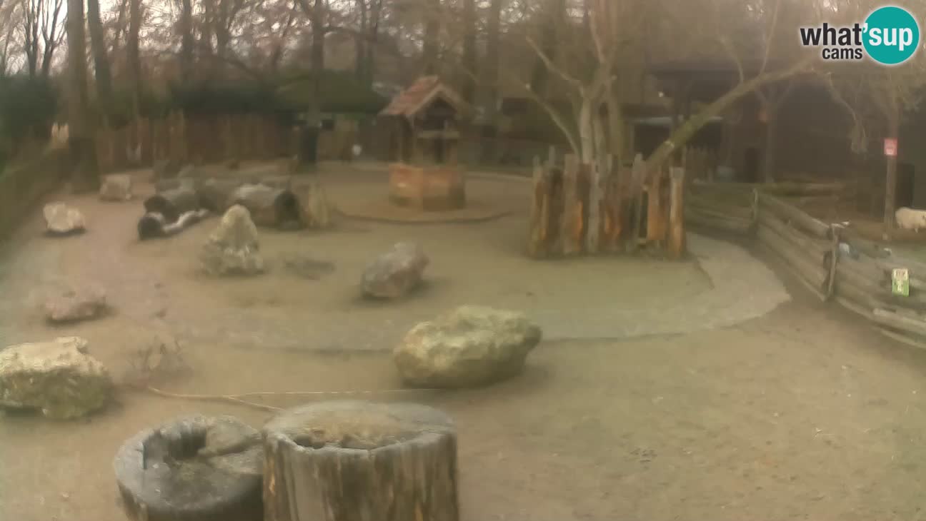 Zoo Zagreb – Rjava kapucinka