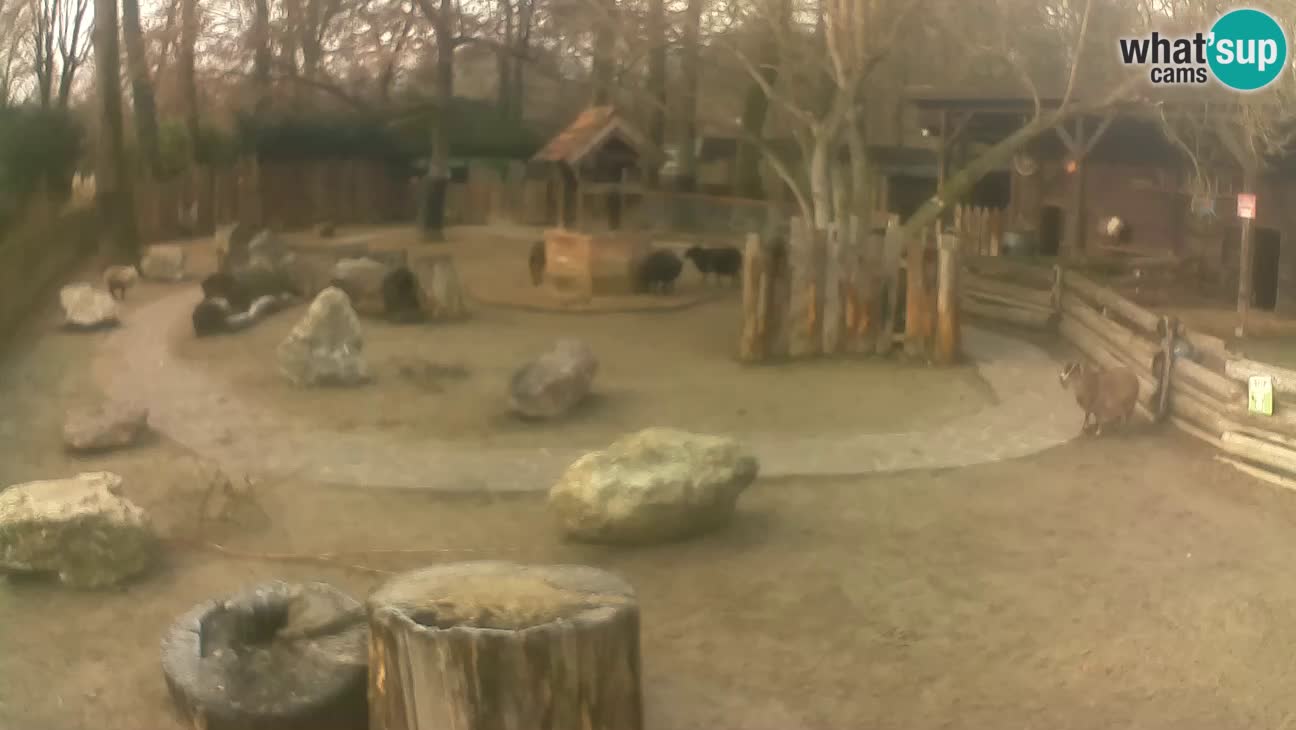 Zoo Zagreb – Haubenkapuziner