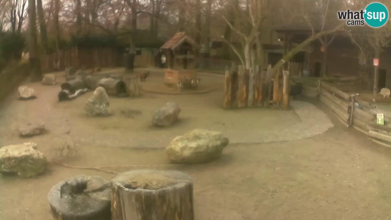 Zoo Zagreb –  Mono maicero