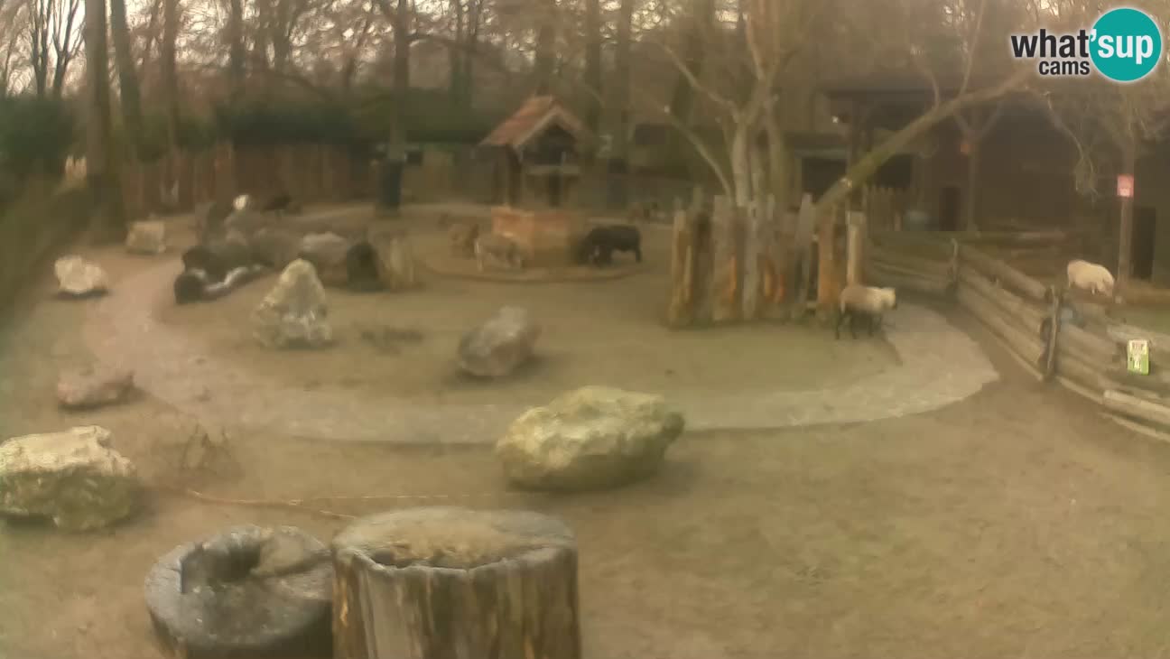 Zoo Zagreb – Rjava kapucinka