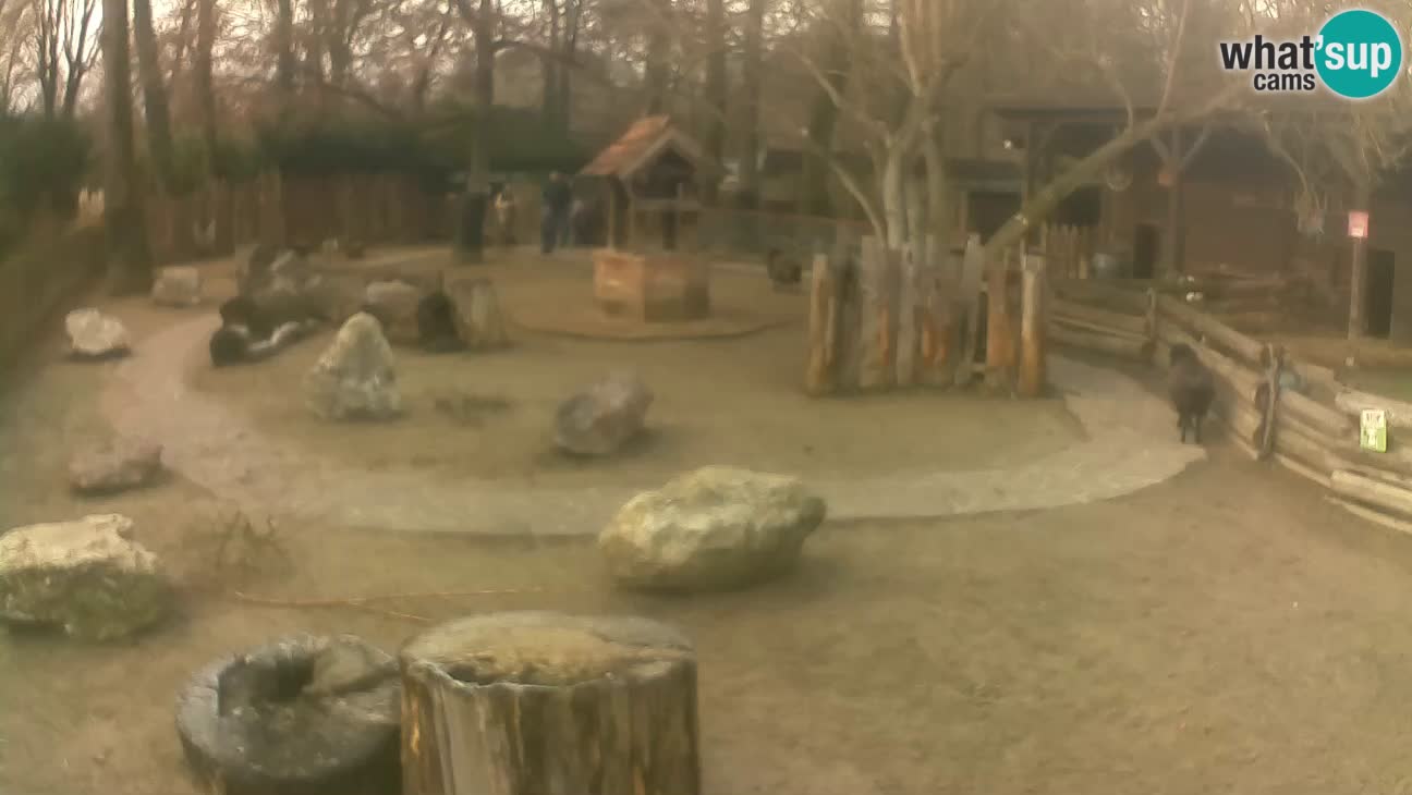 Zoo Zagreb – Rjava kapucinka