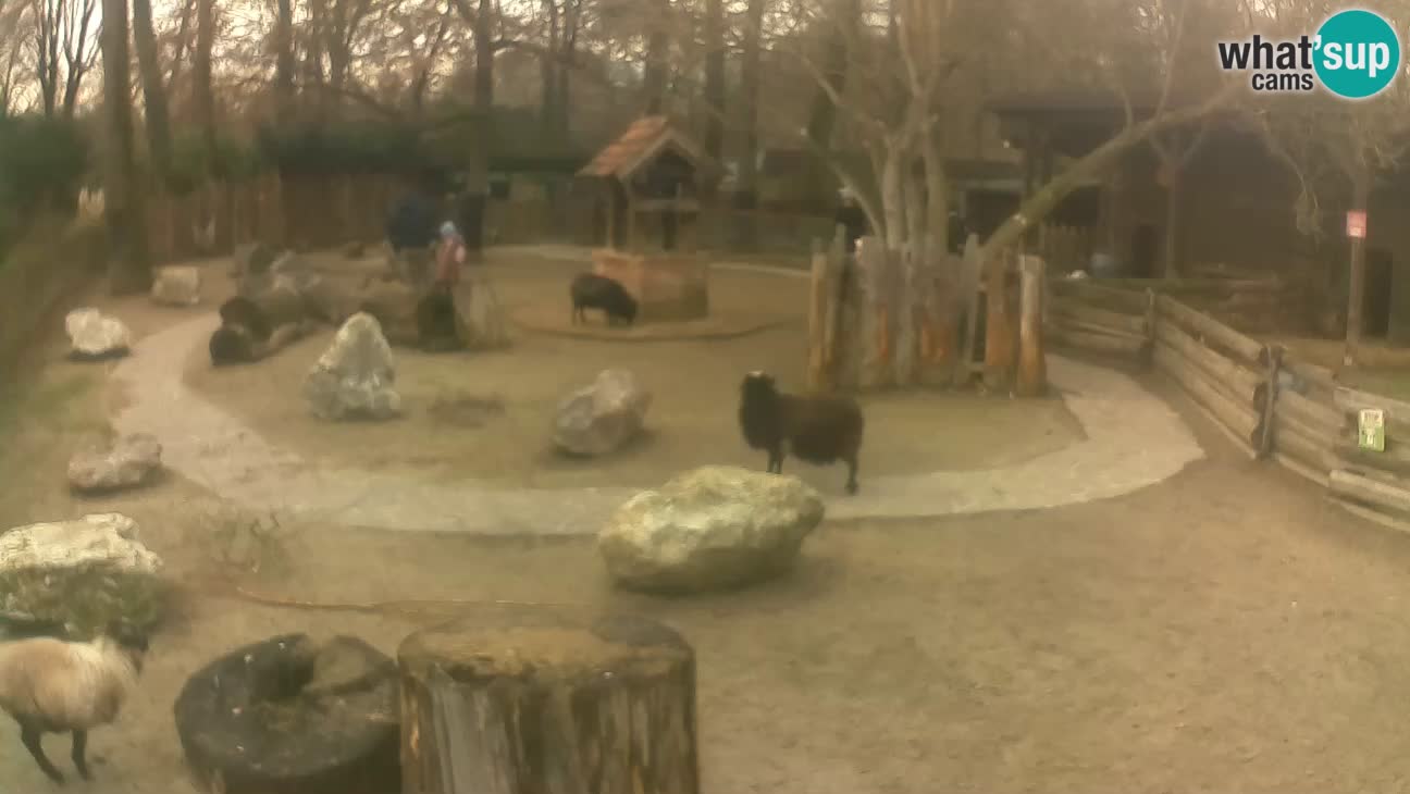 Zoo Zagreb – Haubenkapuziner