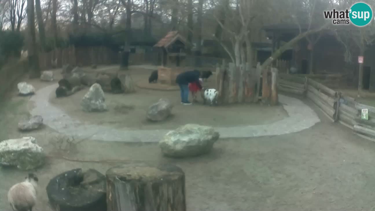 Zoo Zagreb – Cebo dai cornetti