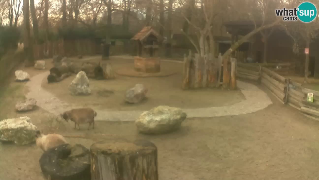 Zoo Zagreb – Haubenkapuziner