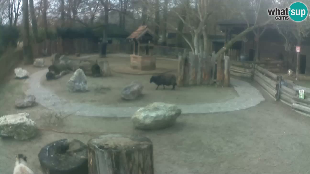 Zoo Zagreb – Rjava kapucinka