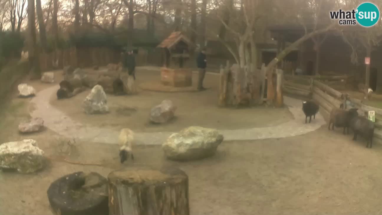 Zoo Zagreb – Cebus apella