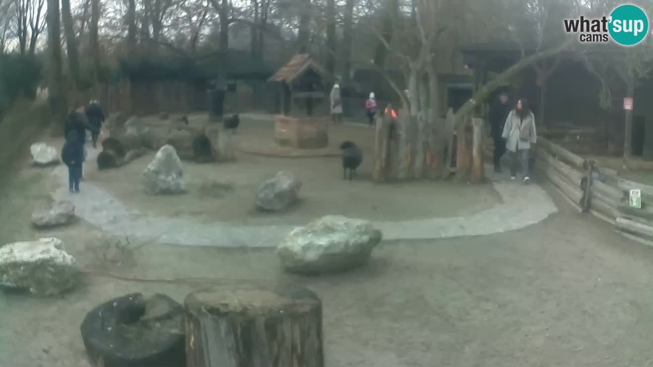 Zoo Zagreb – Haubenkapuziner