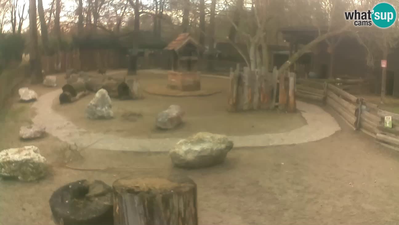 Zoo Zagreb –  Mono maicero