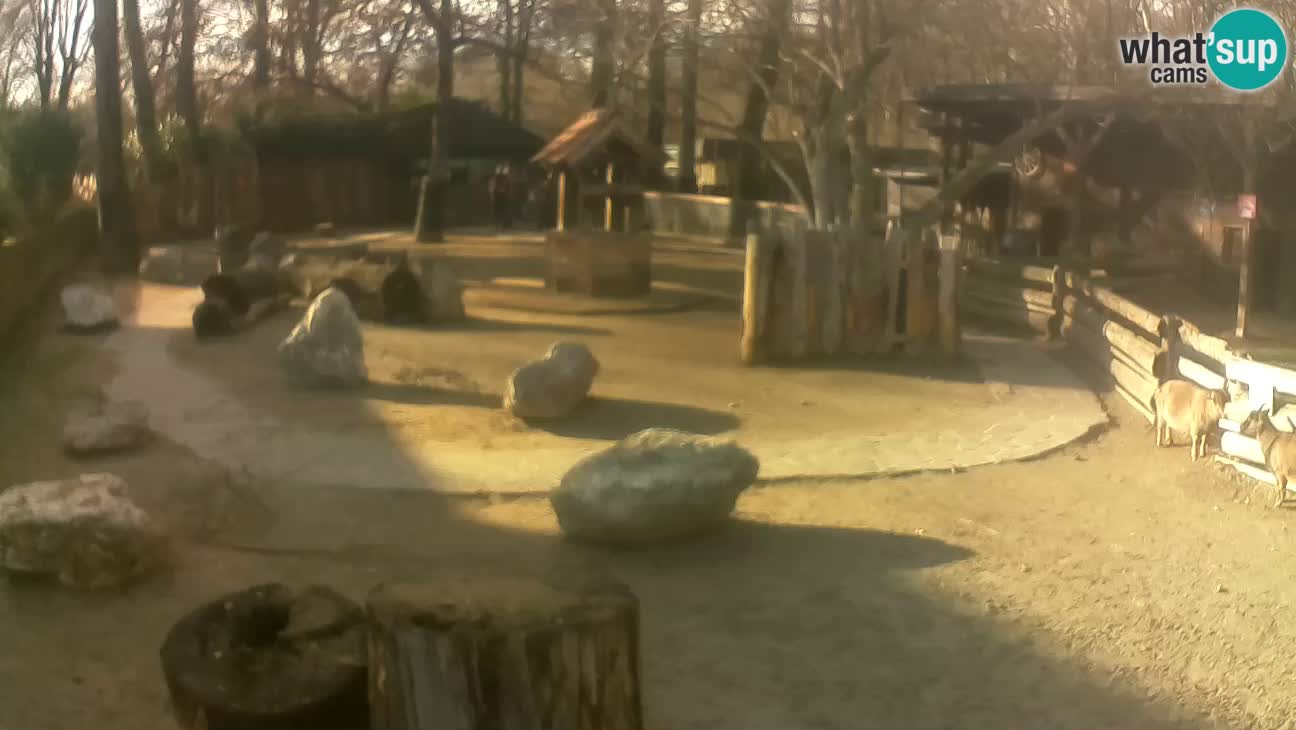 Zoo Zagreb – Haubenkapuziner