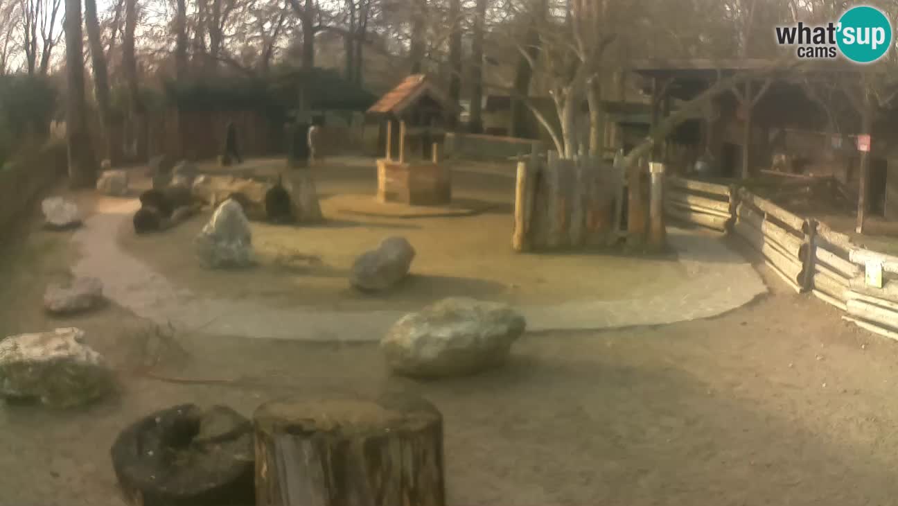 Zoo Zagreb – Cebus apella