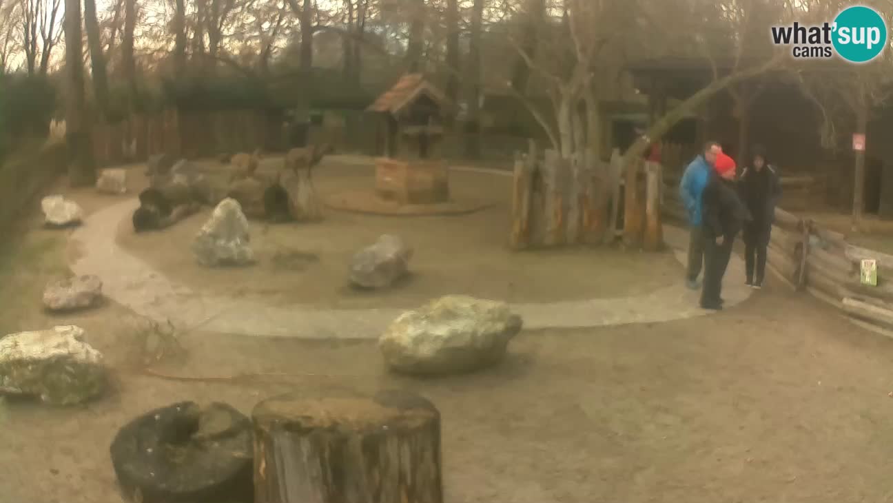 Zoo Zagreb – Cebo dai cornetti