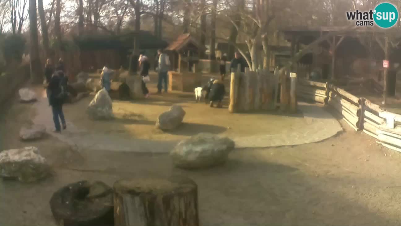 Zoo Zagreb – Rjava kapucinka