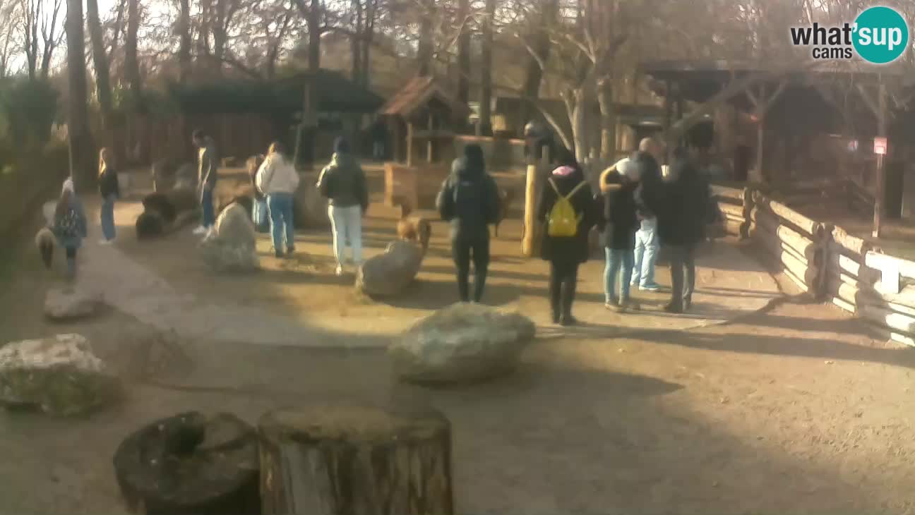 Zoo Zagreb – Haubenkapuziner