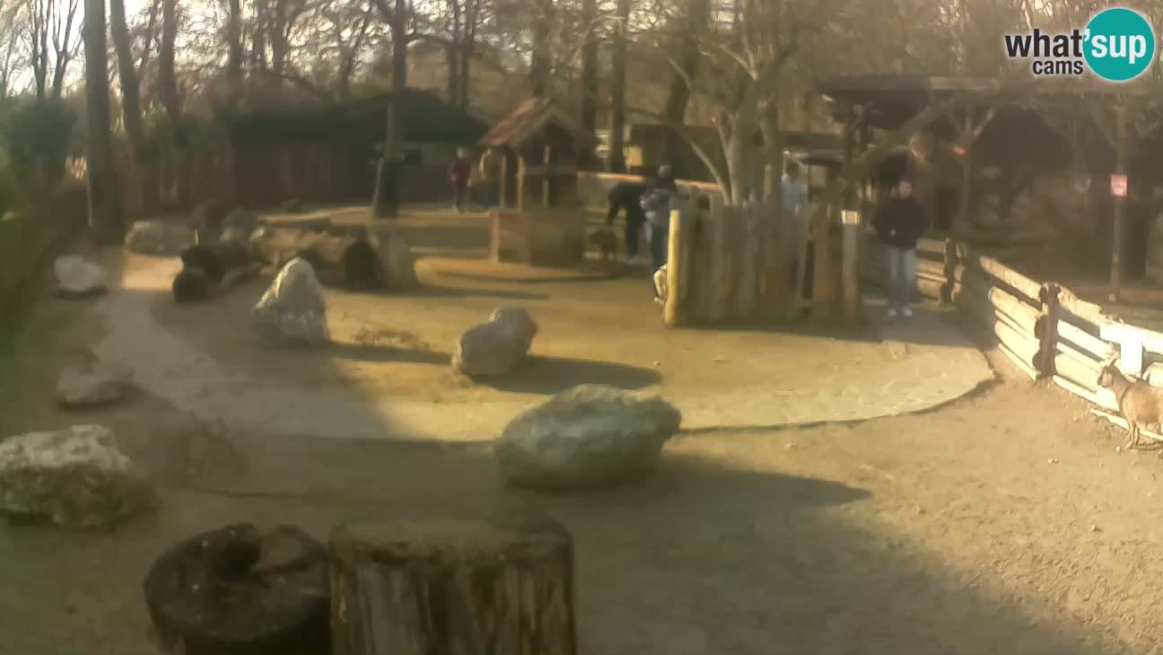 Zoo Zagreb – Rjava kapucinka