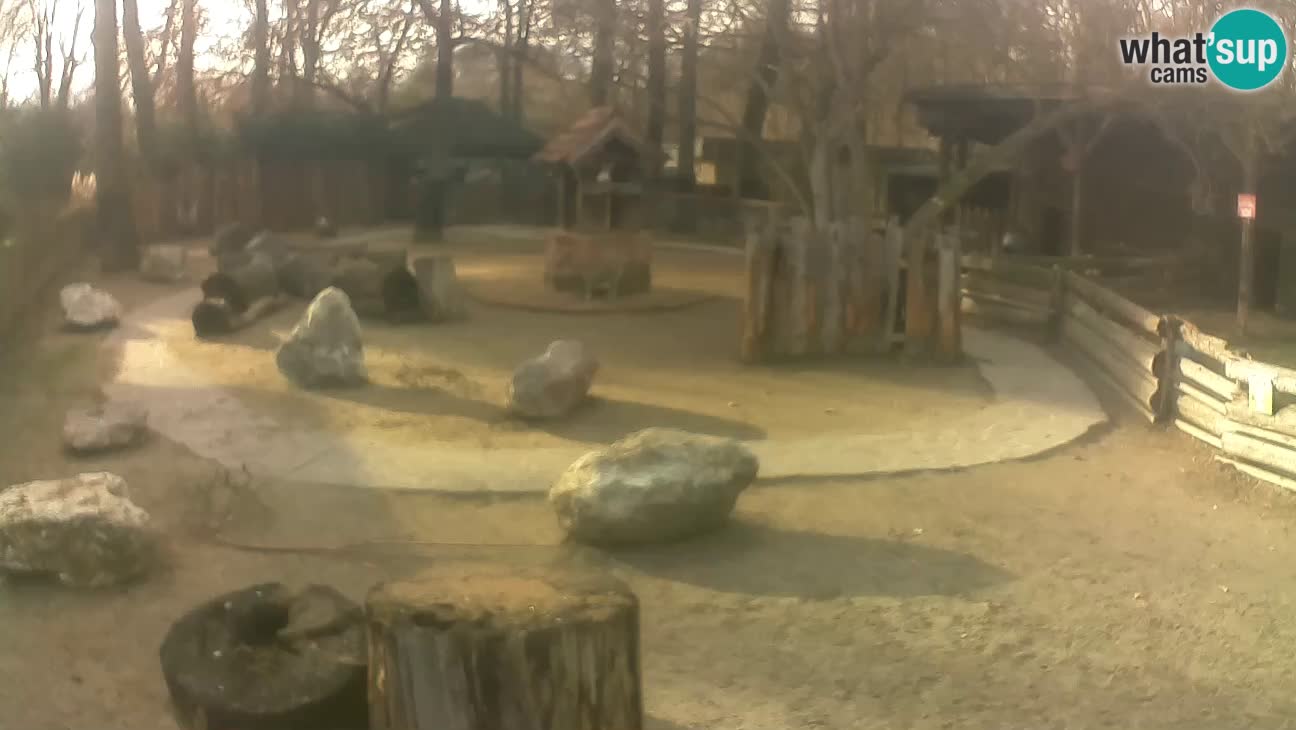 Zoo Zagreb – Rjava kapucinka