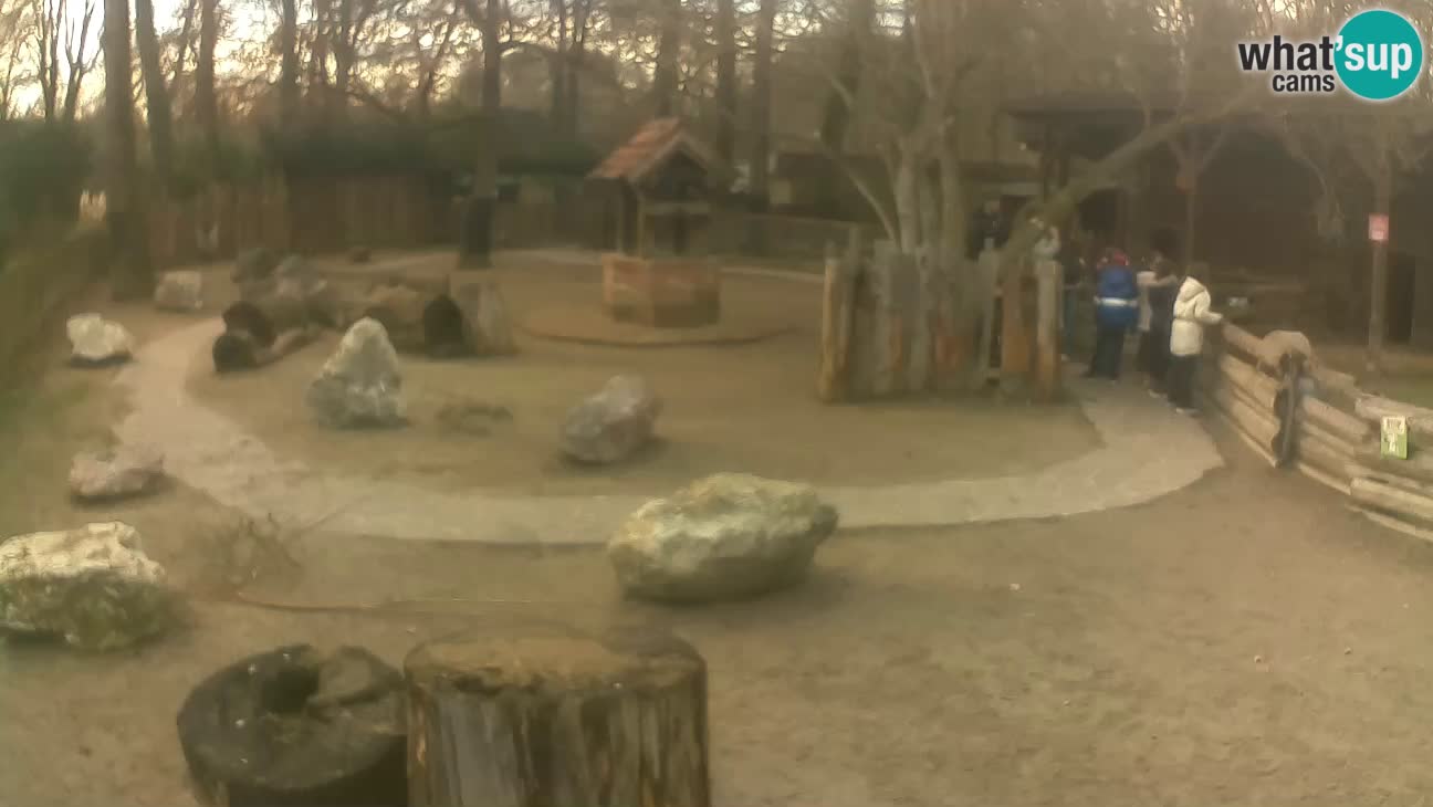 Zoo Zagreb – Rjava kapucinka