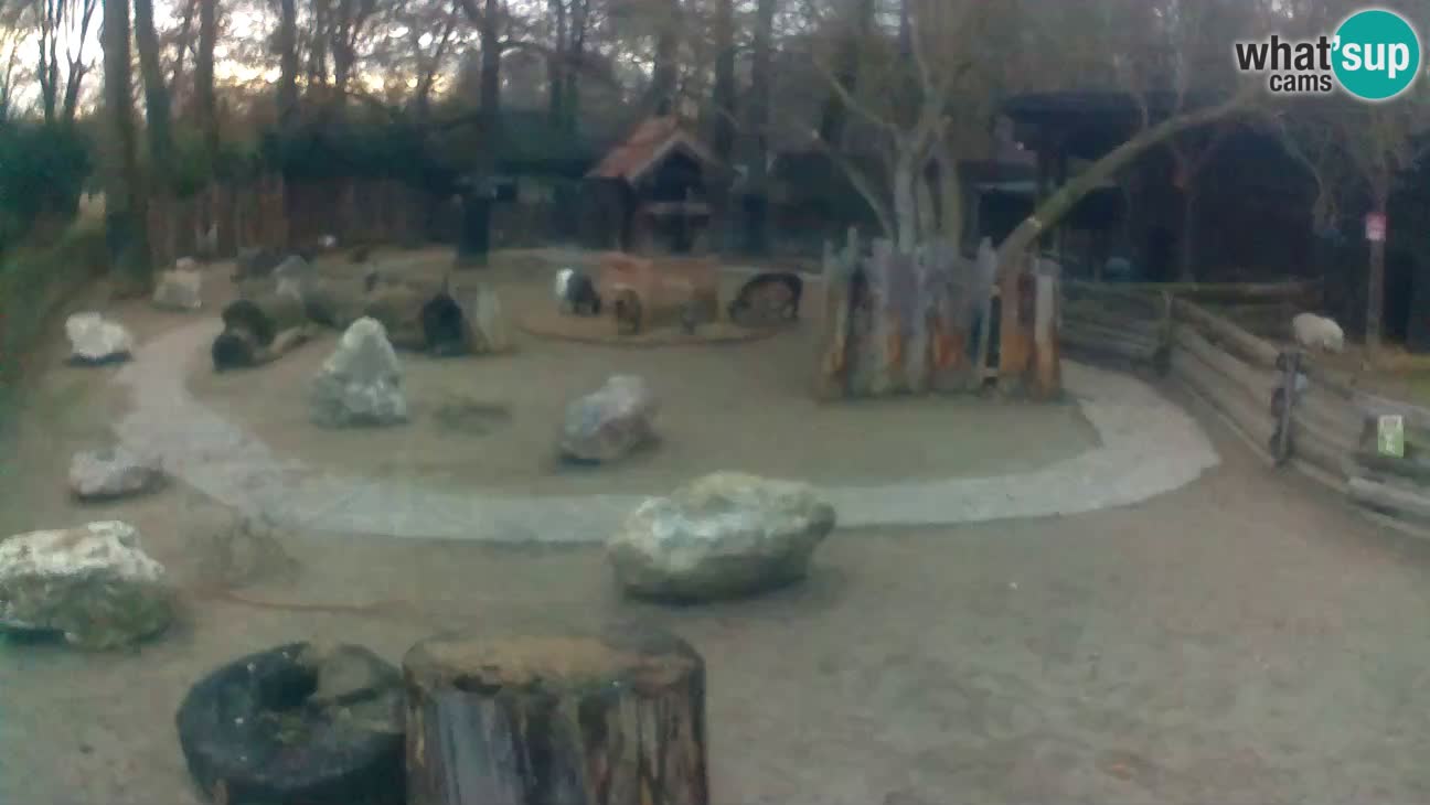 Zoo Zagreb – Haubenkapuziner