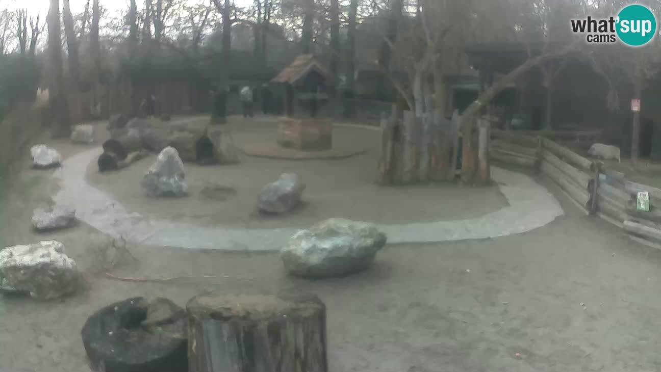 Zoo Zagreb – Rjava kapucinka