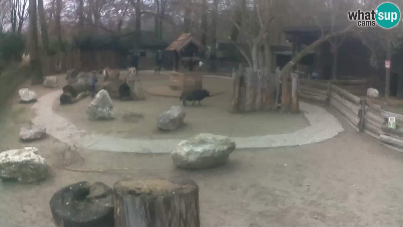 Zoo Zagreb – Cebus apella