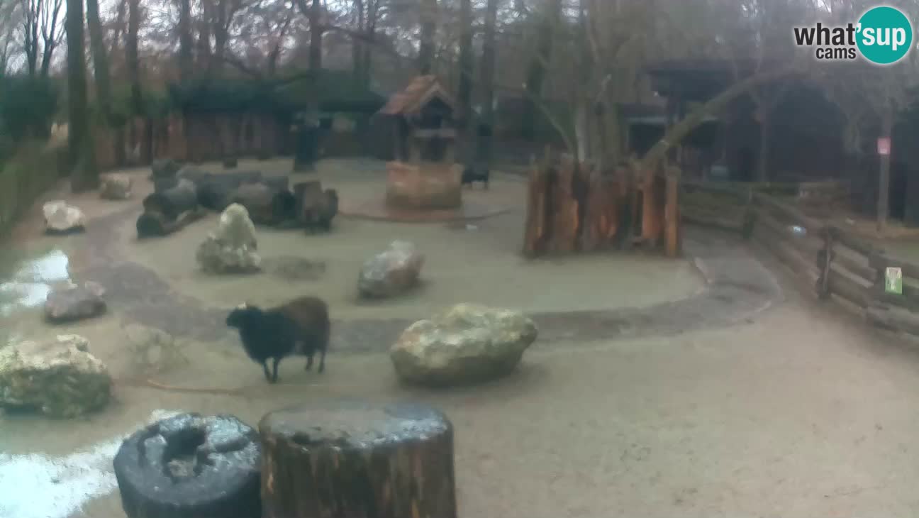 Zoo Zagreb – Cebus apella