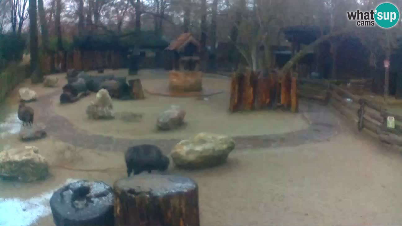 Zoo Zagreb – Cebus apella